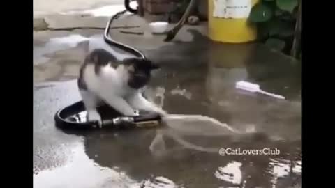 funny cat videos to see