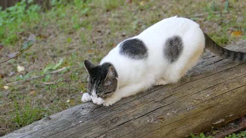 Cute Cat Scratching -1080 HD