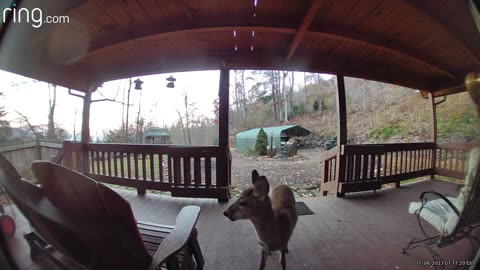 Fawn 🦌 NW NC at The Treehouse 🌳 Meet Penny she is seven months old and Lady’s fawn 🦌 #ringtv