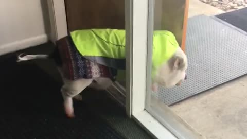 This door couldn’t stop Gavin the piggy!