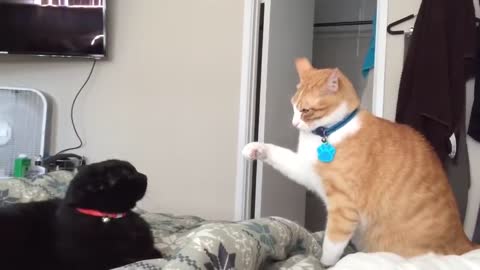 Funny Fastest Cat Slaps