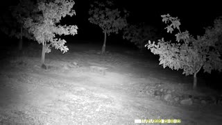 Big Bobcat strolling by