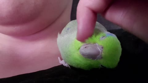 Kiwi The Parrotlet Who Loves Head Massages