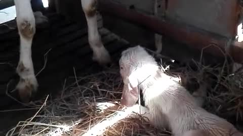 Goat baby born cute.