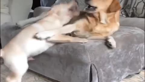 dog playing it self / funny video