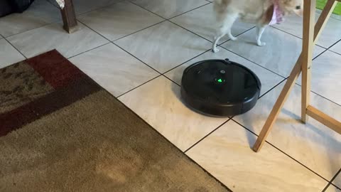 My Doggo Not Scared of Robot Vacuum