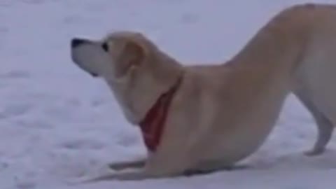 Labrador doing tricks on snow