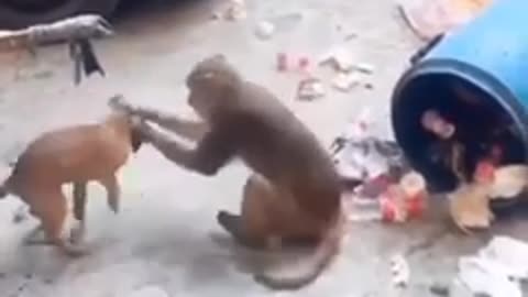 Amzing fun dog 🐶 vs monkey 🐵#funny #dog#fun
