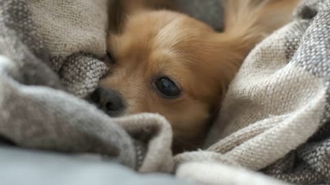 Portrait of adorable funny longhair chihuaha dog sleeps in plaid. Very cute pet