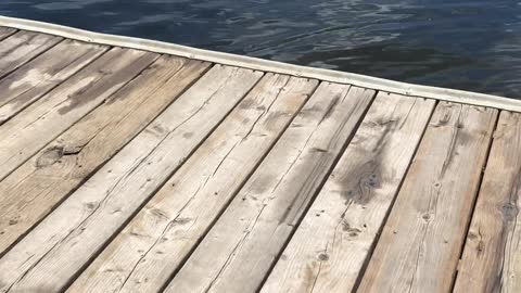 Shorthaired Pointer Wades in Lake Water