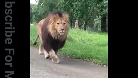 Wild animals: Lion King/Rarest animal 2022