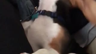 Girl shakes brown dogs head
