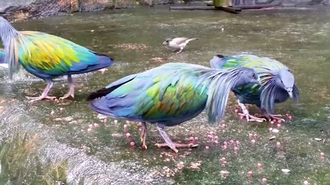 Nicobar Pigeon | the | Beautiful Bird