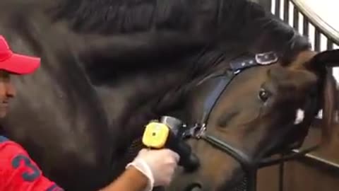 Horse Enjoys Face Massage