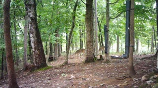 The Woods - 09/05/2021
