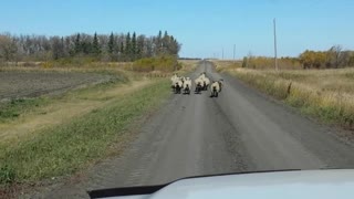 Herding sheep