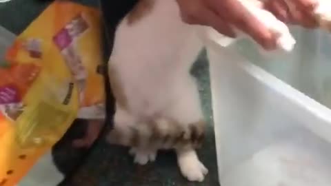 cat cleaning the dirt
