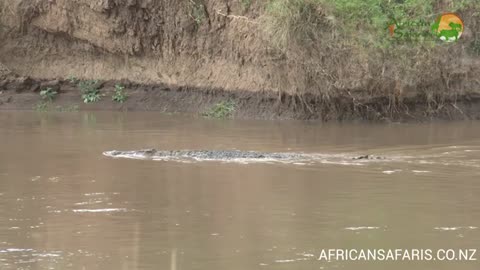 Large Nile Crocodile - Masai Mara River - Wild Africa_Cut.mp4