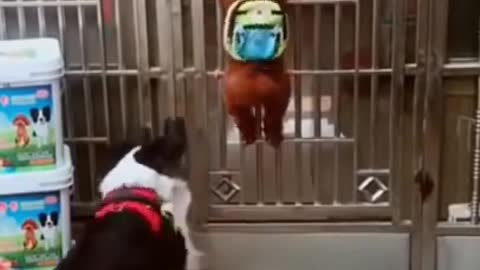 Funny Dog Videos 2021🤣 🐶 Funny Animals Videos