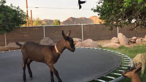 Pair Of Adorable Baby Goats Bounce On Trampoline