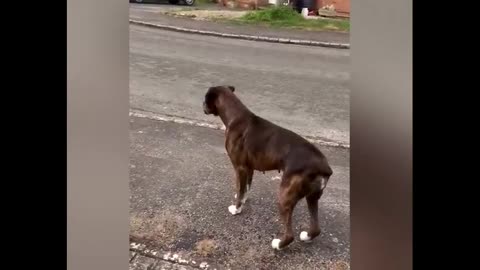 Boxer Excited For Ice Cream Truck And Barks To Let Them Know To STOP