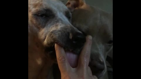 Two Pitbulls deploy chameleon-like tongues