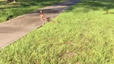 Squeaking ducks with babies