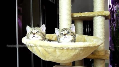 Cats Video / Funny Cats / Different Types of Cat / Cats are Playing