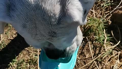 My dog ​​drinking water