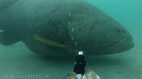 Giant 300kg Queensland Grouper steals our camera