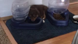 Small brown puppy dog falls asleep on water dispenser bowl