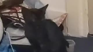 newly arrived kitten really wants to go back to his mom
