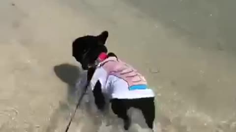 Skipper the Florida Frenchie struts his stuff on the beach!