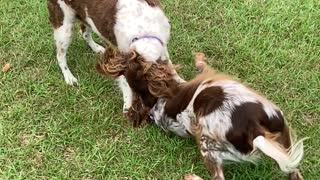 Doggie Smackdown with Rio and Remi