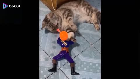 Very funny cat's video