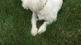 White dog crawling on grass with just front legs