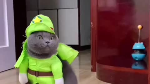 You never had watche before this cat dance video