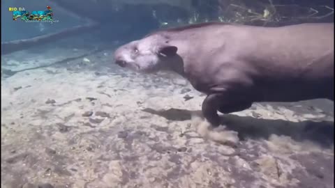 tapir swimming 😲