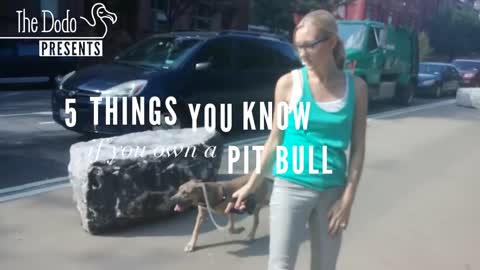 5 Things You Know If You Own A Pit Bull