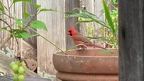 #Back Yard Birds Hawai’i my Feathered Friends