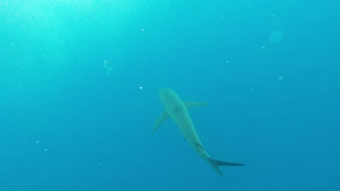 Swimmer spots shark trailing hook and line from its mouth