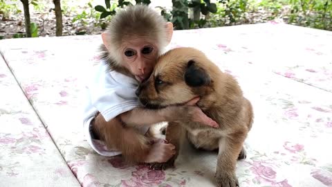 Tenderness shared between a baby monkey and a puppy