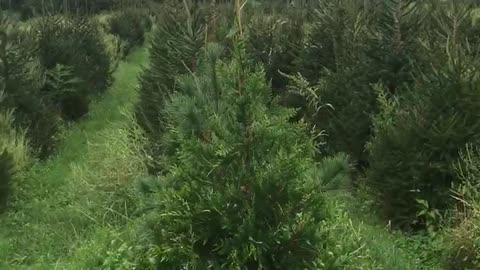 View of our trees growing on our tree farm