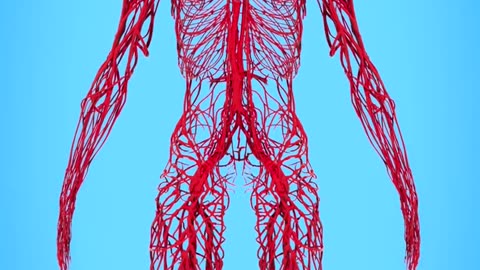 How Long Are Your Blood Vessels? 🤔