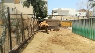 Female Camel Moving Towards Young Visitors