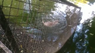 Water rats swim in the aviary._t.