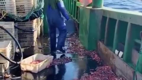 Releasing Giant Stingray Back Into Ocean