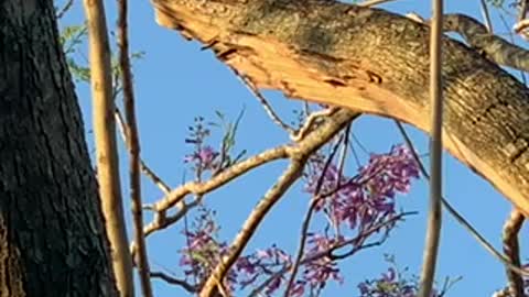 A wood pecker on a tree