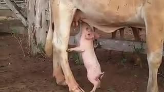 Piglet Drinking Milk From A Cow