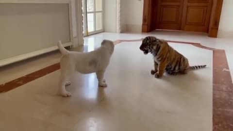 dog vs baby tiger fanny video